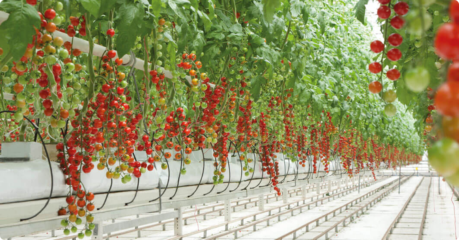 Tomates Cualin Quality