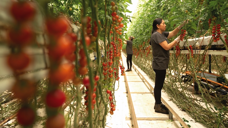 Trabajo de cultivo entre las plantas de tomate cherry en un invernadero de Cualin Quality