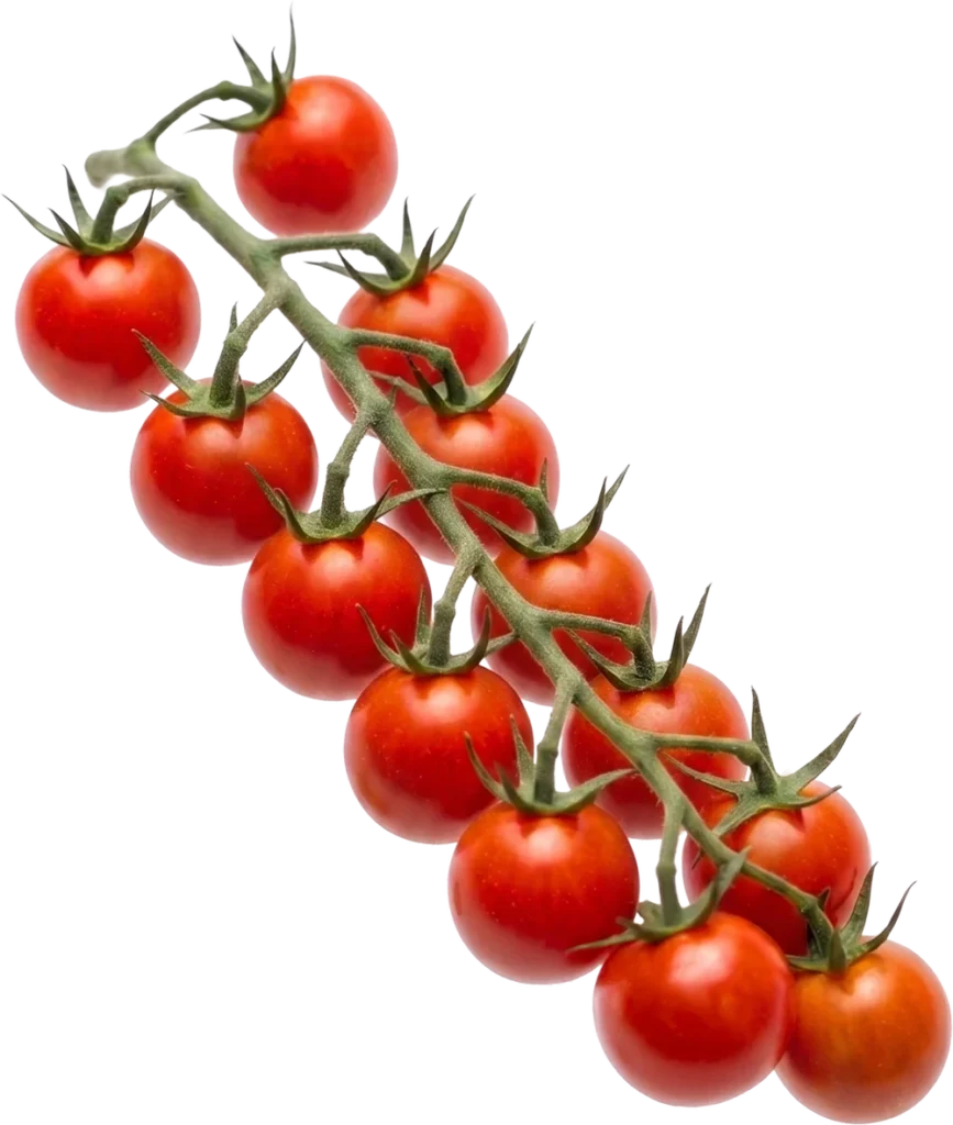 Rama de tomate cherry Cualin Quality