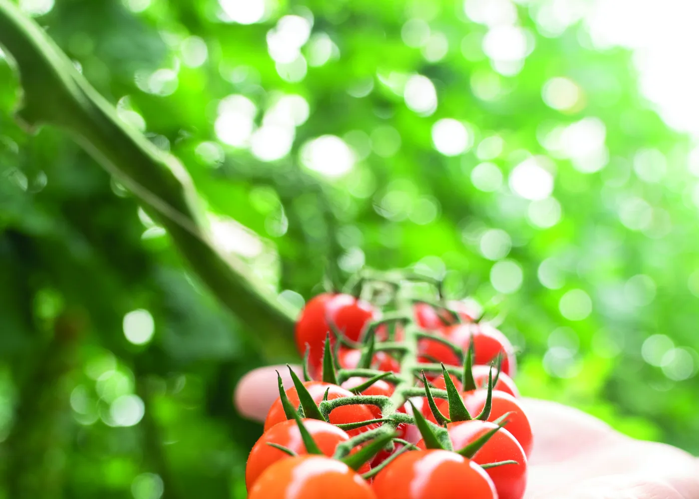Mano sosteniendo una rama de tomate cherry en el invernadero