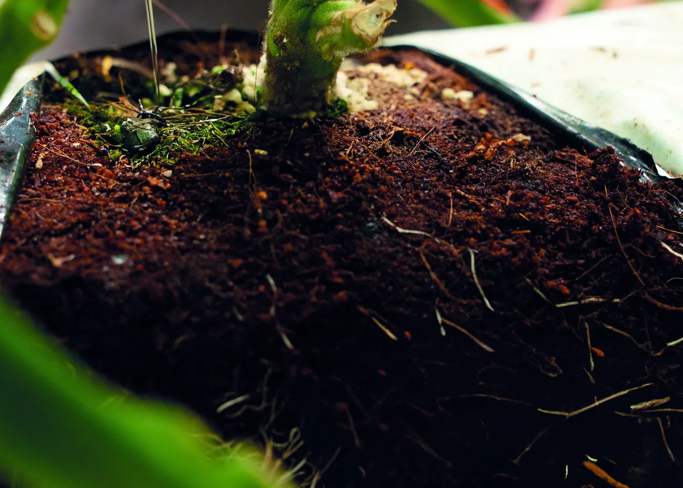 Planta de tomate en sustrato de cultivo hidropónico