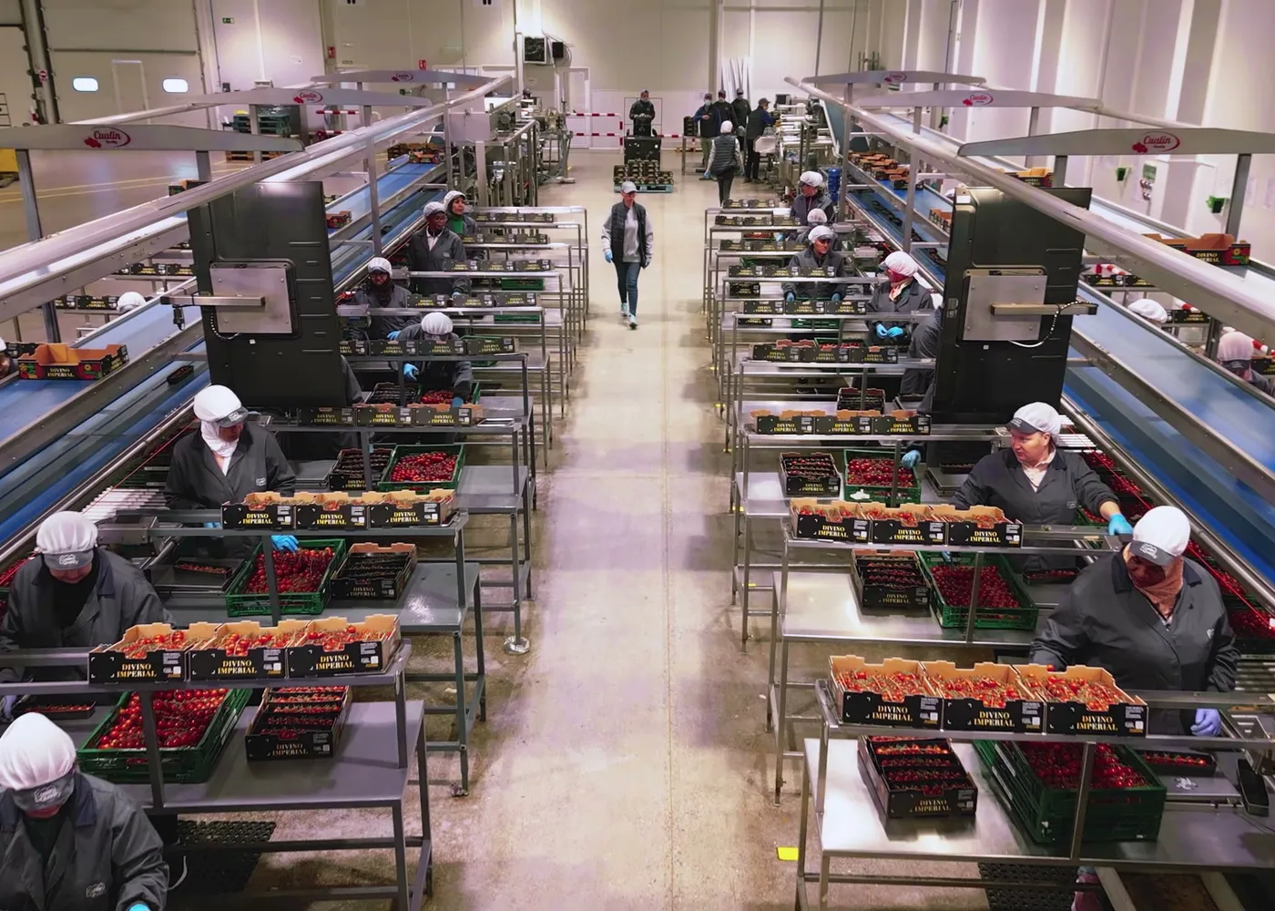 Líneas de envasado del almacén de Cualin Quality
