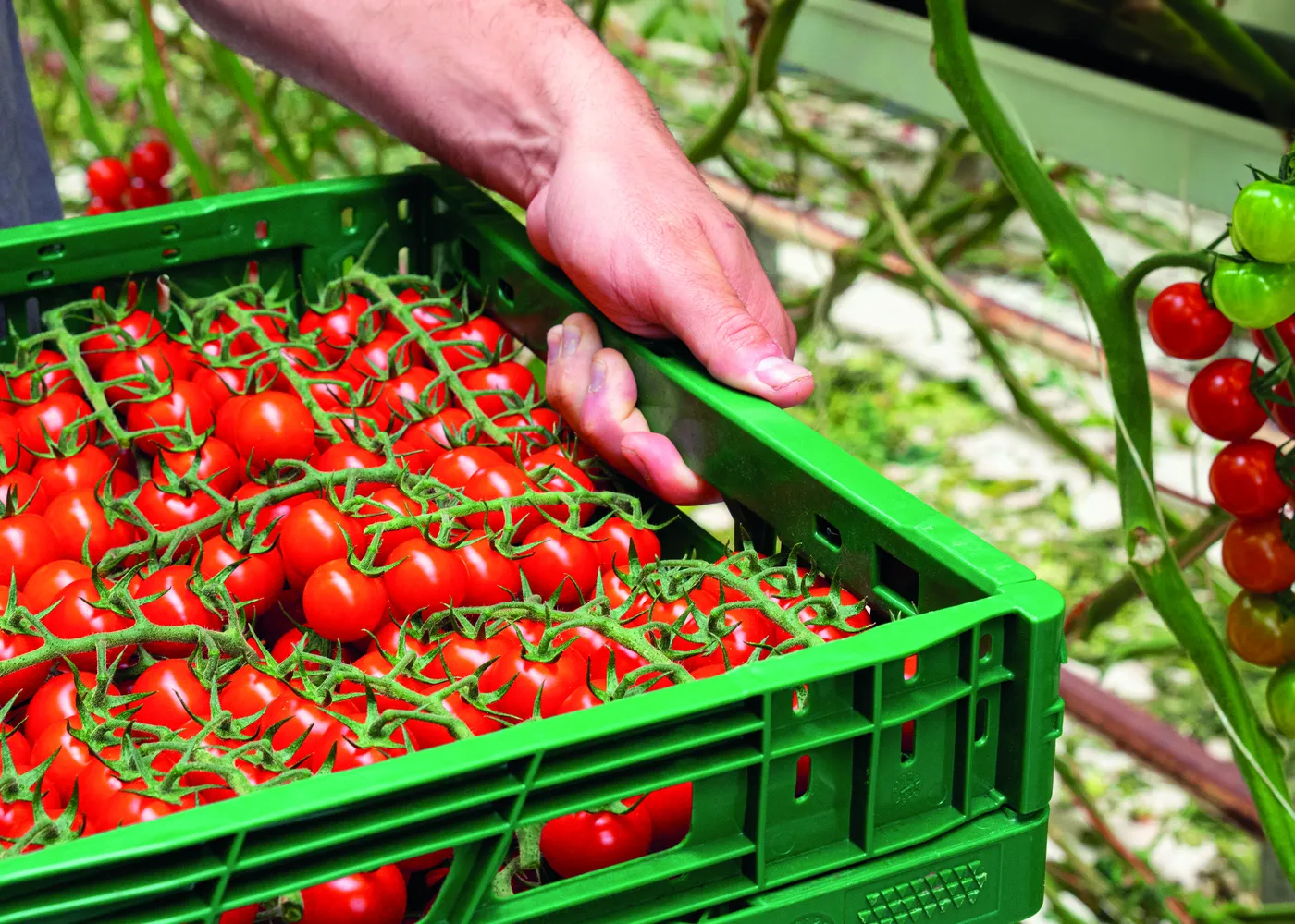 Manos colocando ramas de tomate cherry recién cortadas en una caja