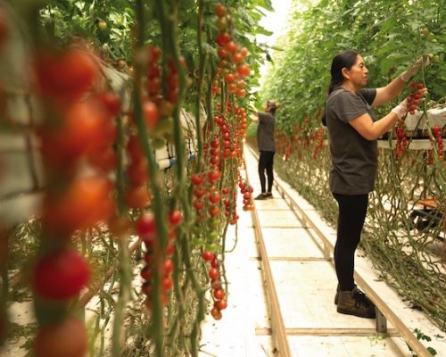 Trabajo de cultivo entre las plantas de tomate cherry en un invernadero de Cualin Quality