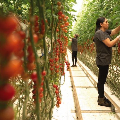 Trabajo de cultivo entre las plantas de tomate cherry en un invernadero de Cualin Quality